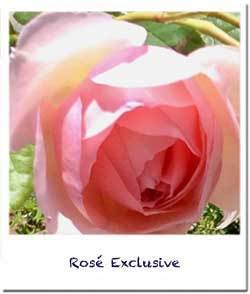 Rosé Exclusive